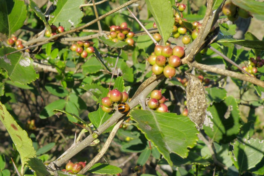 Флакуртия (Тропическая слива)