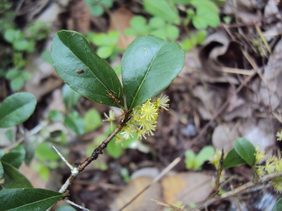 Флакуртия фрукт