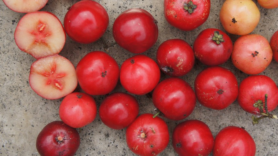 Flacourtia Indica цветок