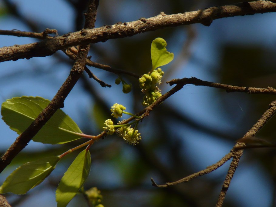 Флакуртия индийская растение
