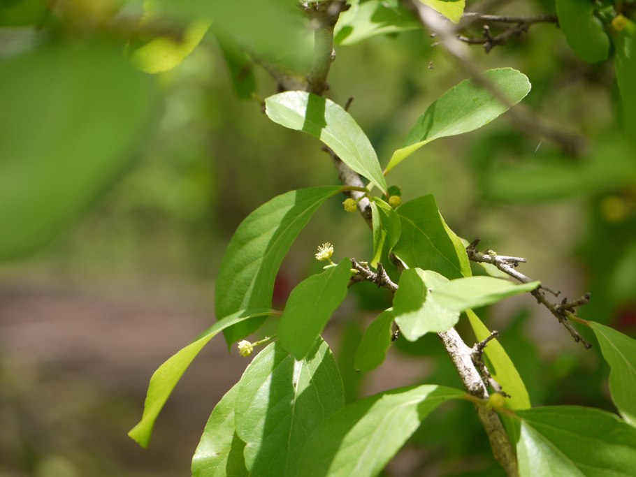 Флакуртия (Тропическая слива)