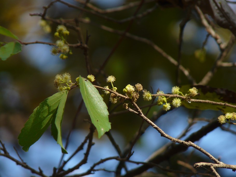 Флакуртия описание
