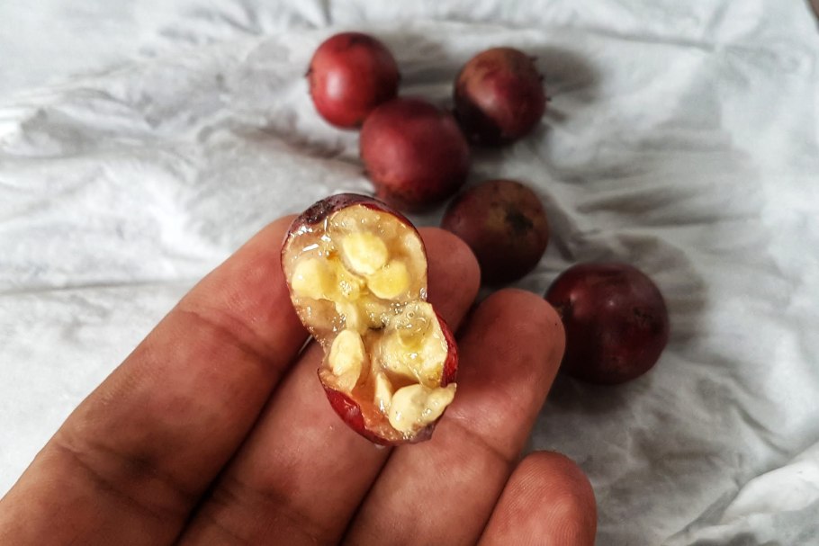 Грумичама фрукт