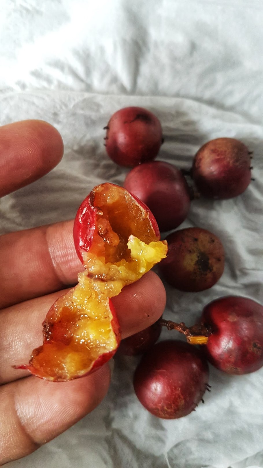 DRYPETES perreticulata