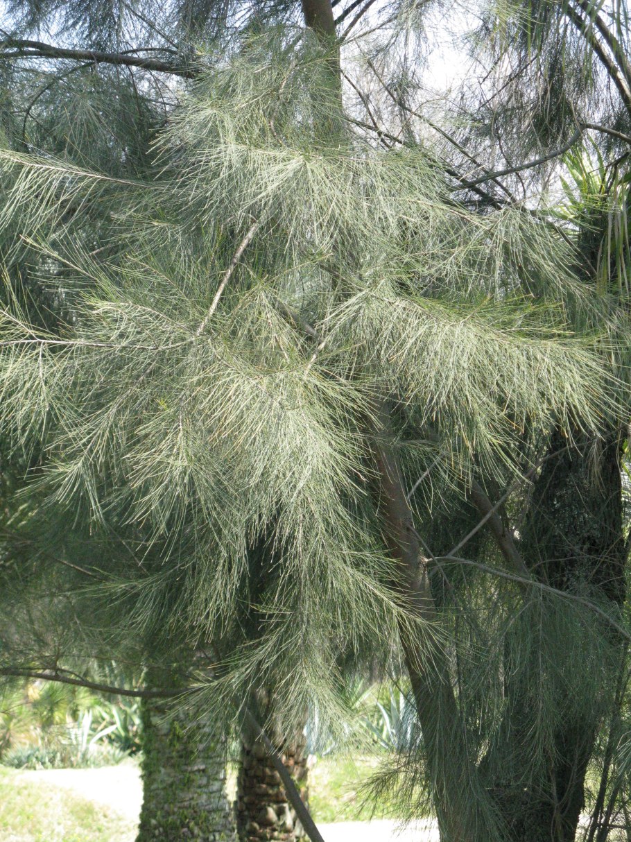 Casuarina cunninghamiana
