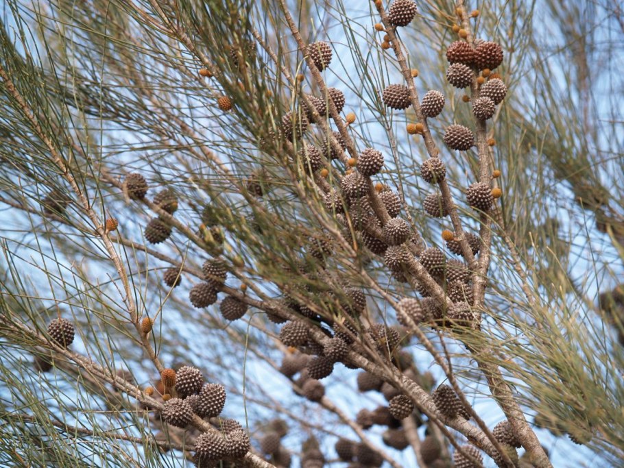 Казуарина хвощелистная