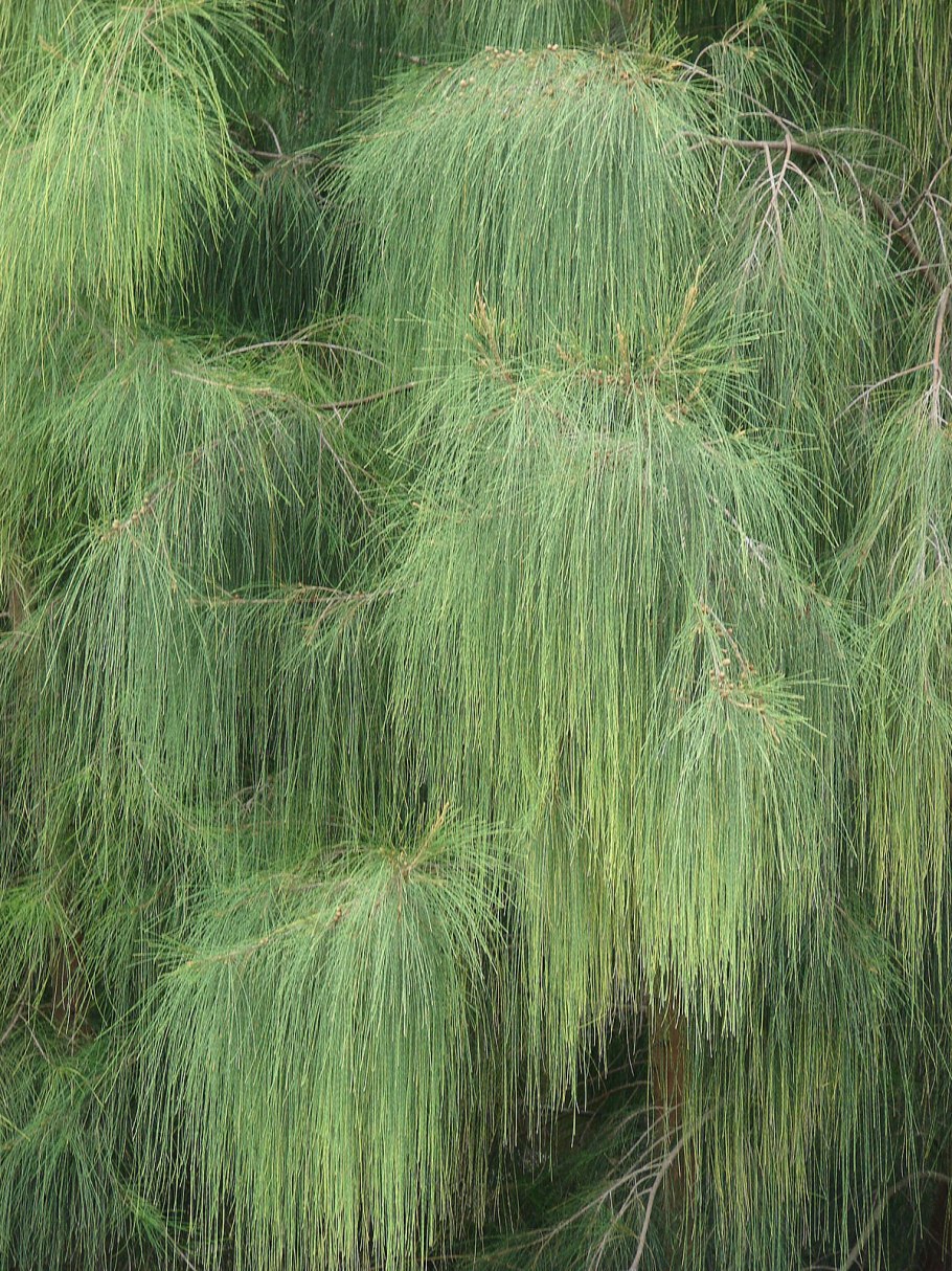 Casuarina equisetifolia
