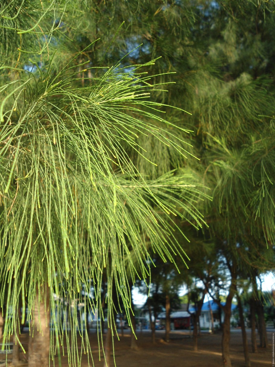 Casuarina equisetifolia