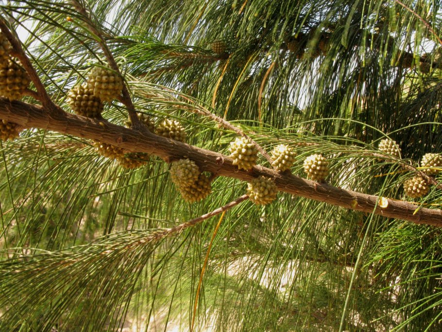 Casuarina cunninghamiana