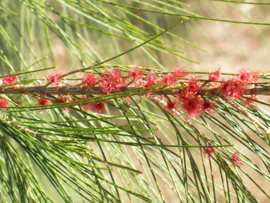 Каза Казуарина