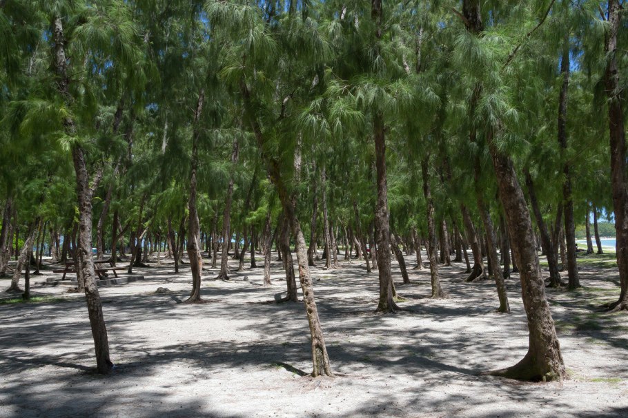 Казуарина хвощевидная зона морозостойкости