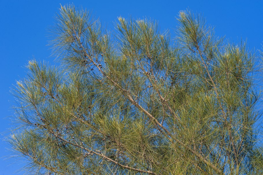 Казуарина хвощелистная