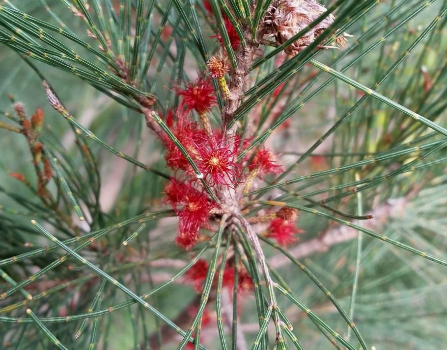 Казуарина почки