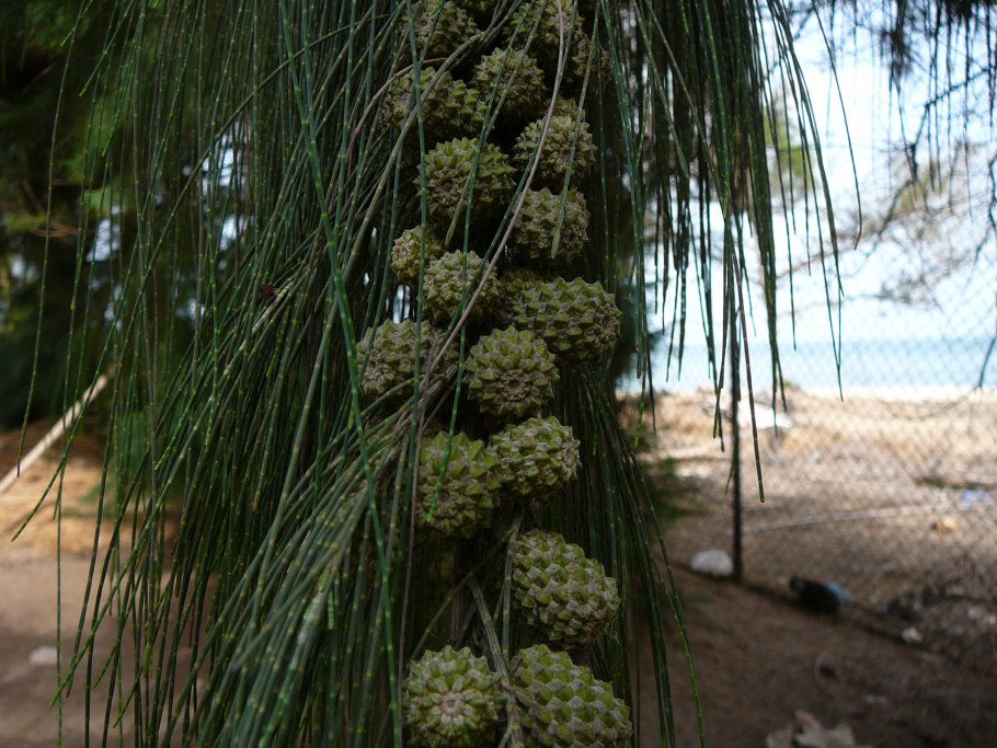 Казуарина хвощелистная
