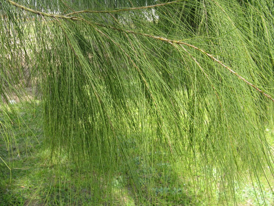Casuarina equisetifolia