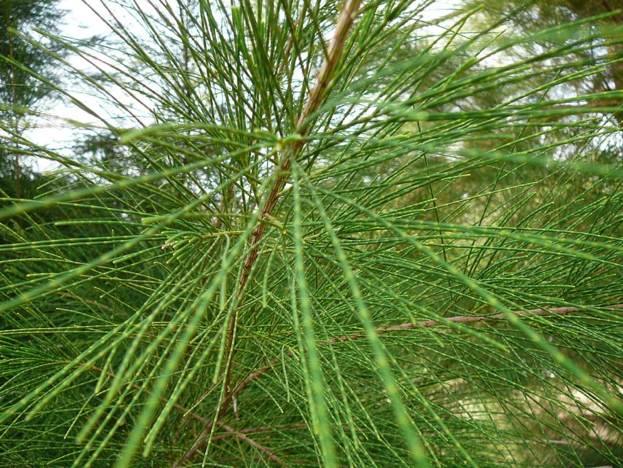 Казуарины (Casuarina lepidophloia),