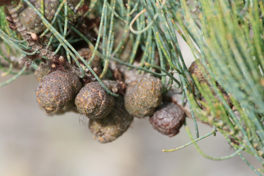 Казуарина хвощелистная