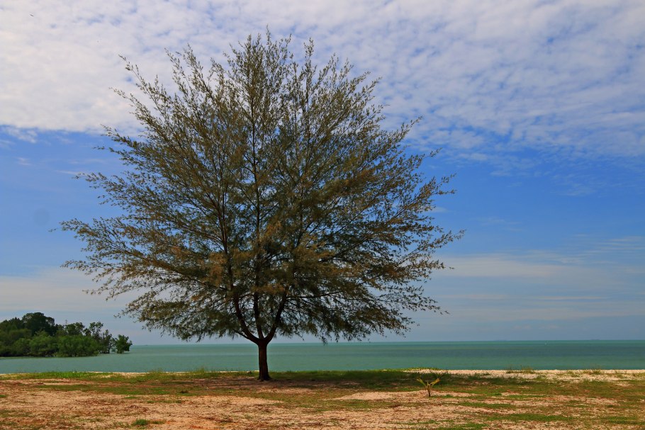 Казуарина хвощевидная бонсай