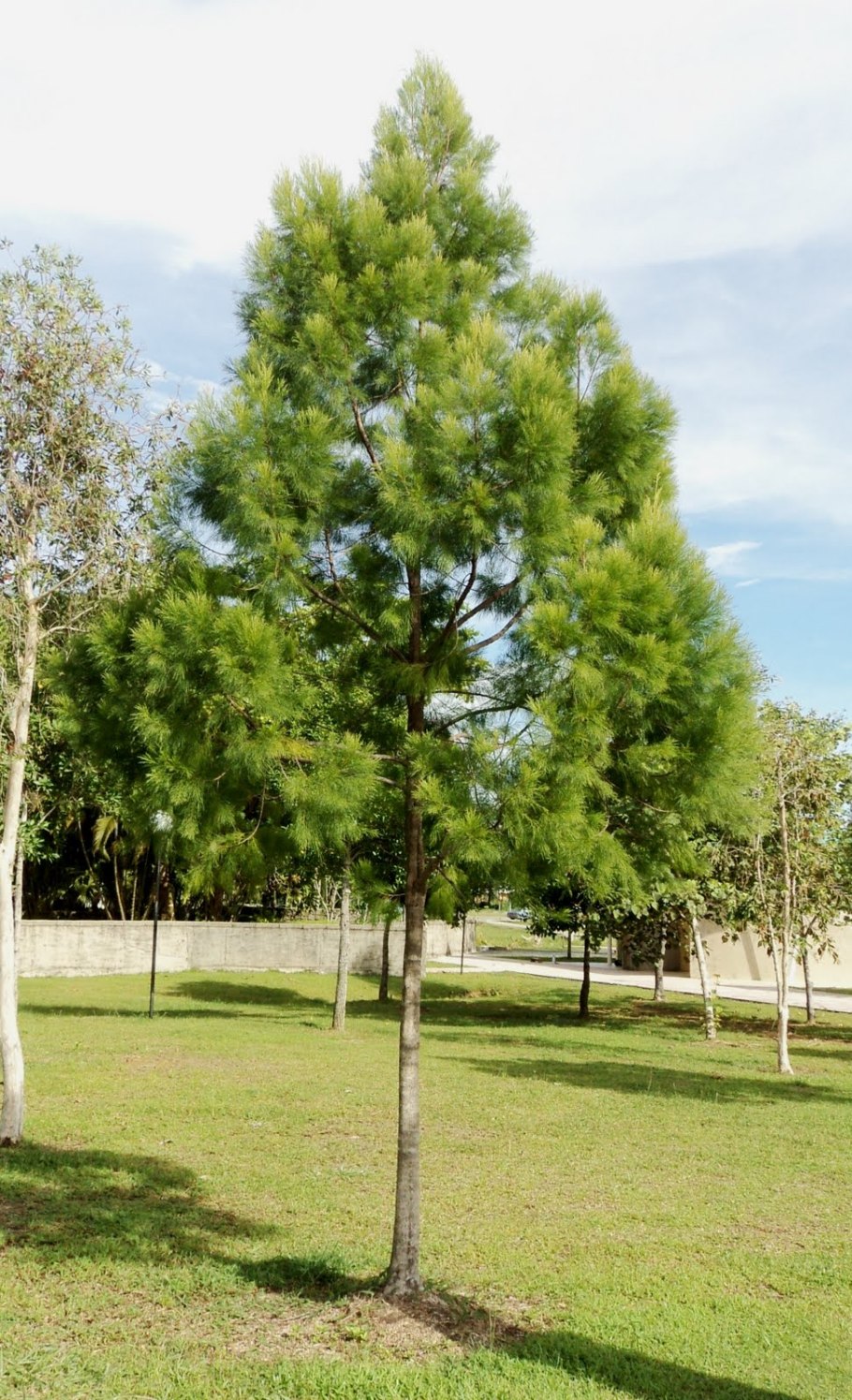 Казуарина Каннингема