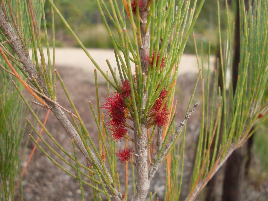 Casuarina equisetifolia