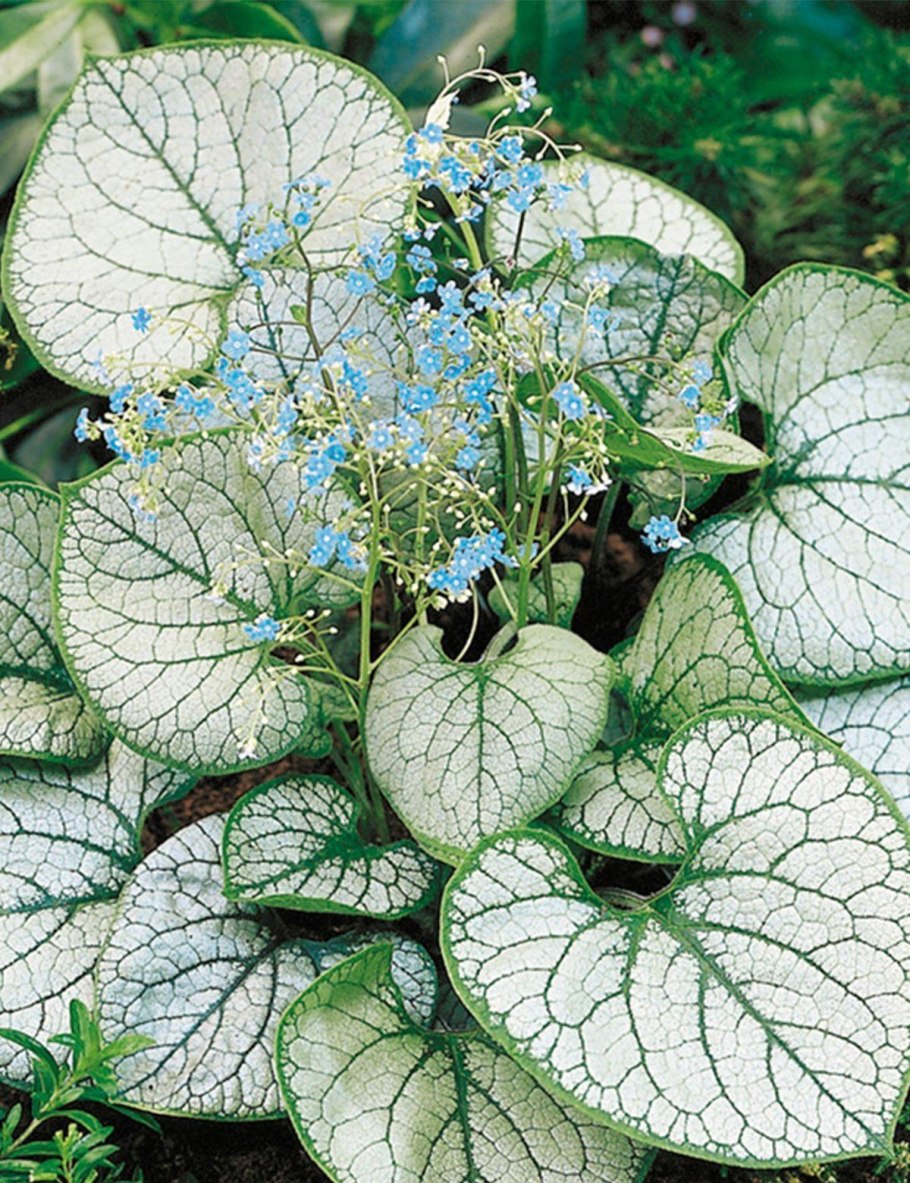 Бруннера крупнолистная си Харт