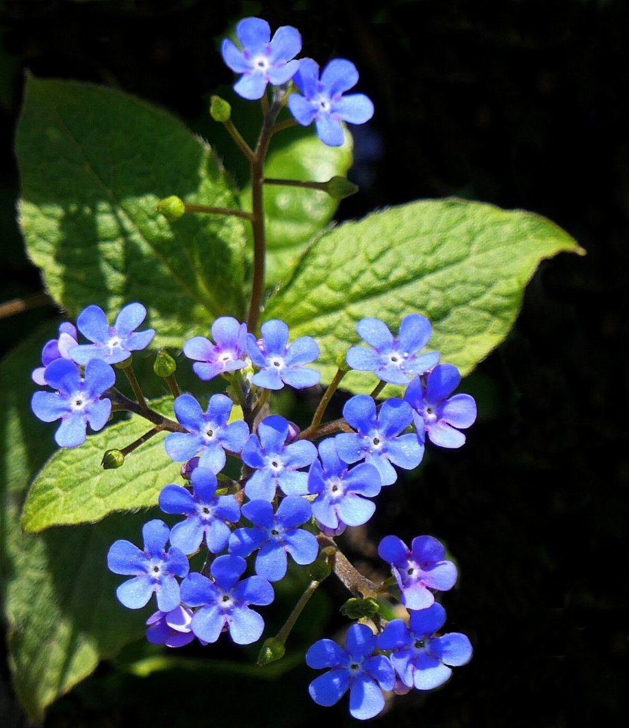 Brunnera macrophylla