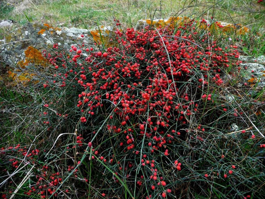 Эфедра хвойник