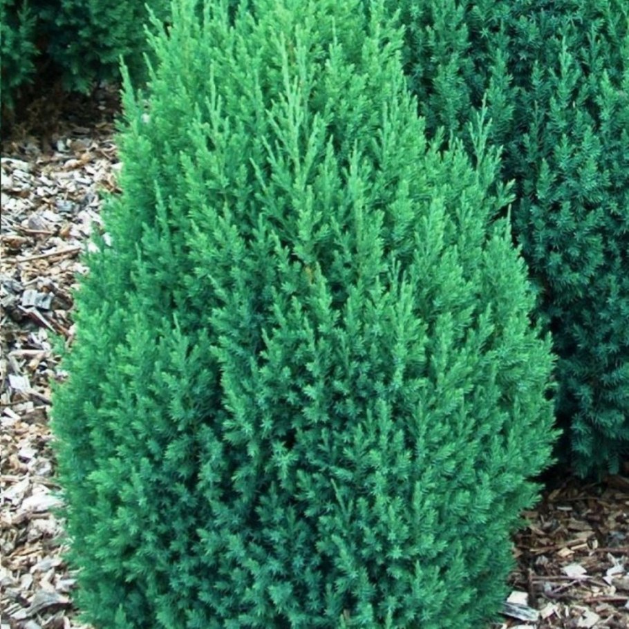 Можжевельник китайский стрикта