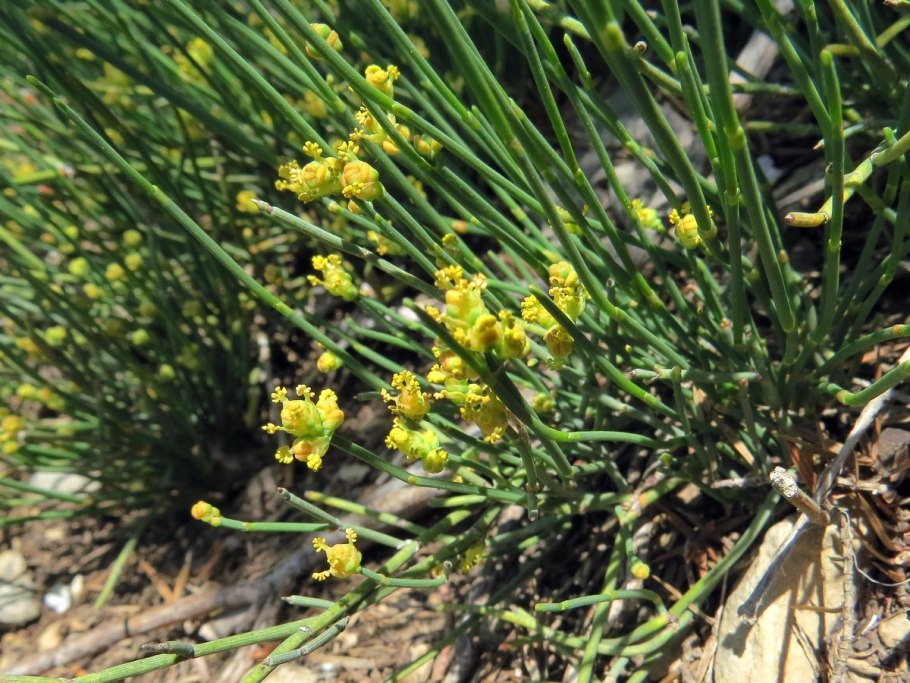 Эфедра Ephedra