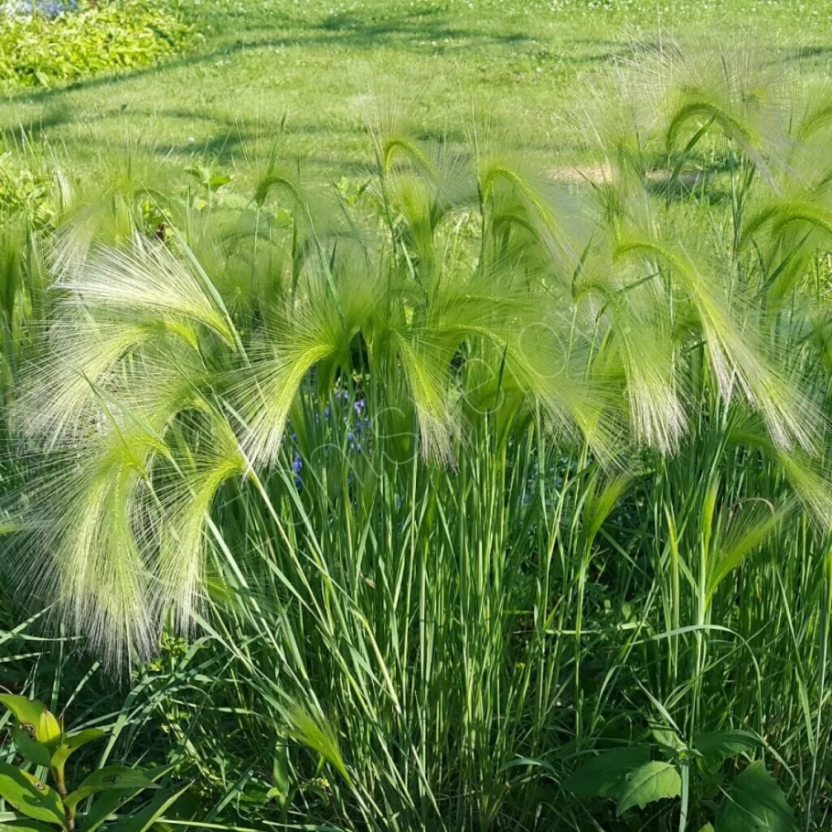 Ковыль Stipa neesiana