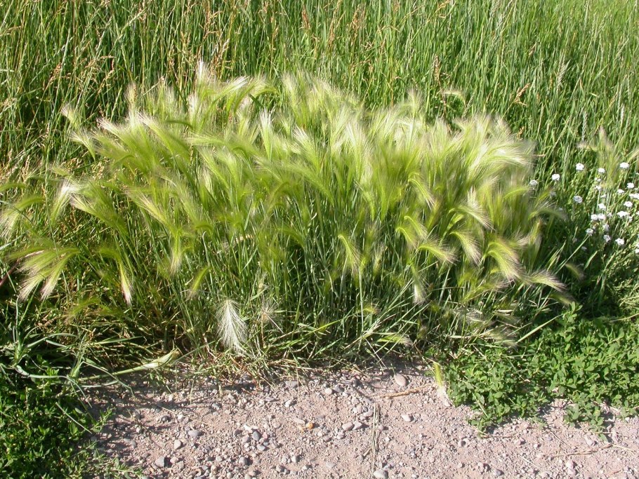 Ячмень гривастый (Hordeum jubatum)