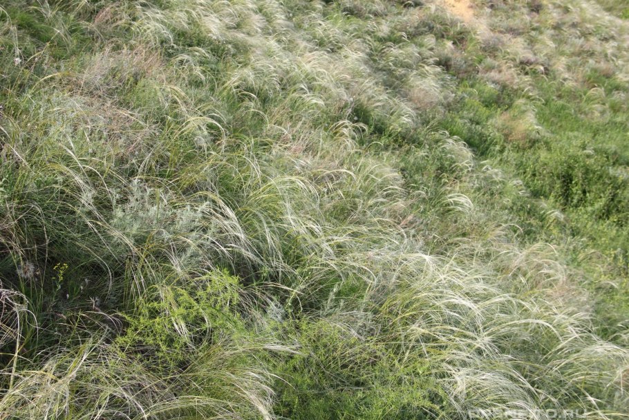 Ковыль Понтийский