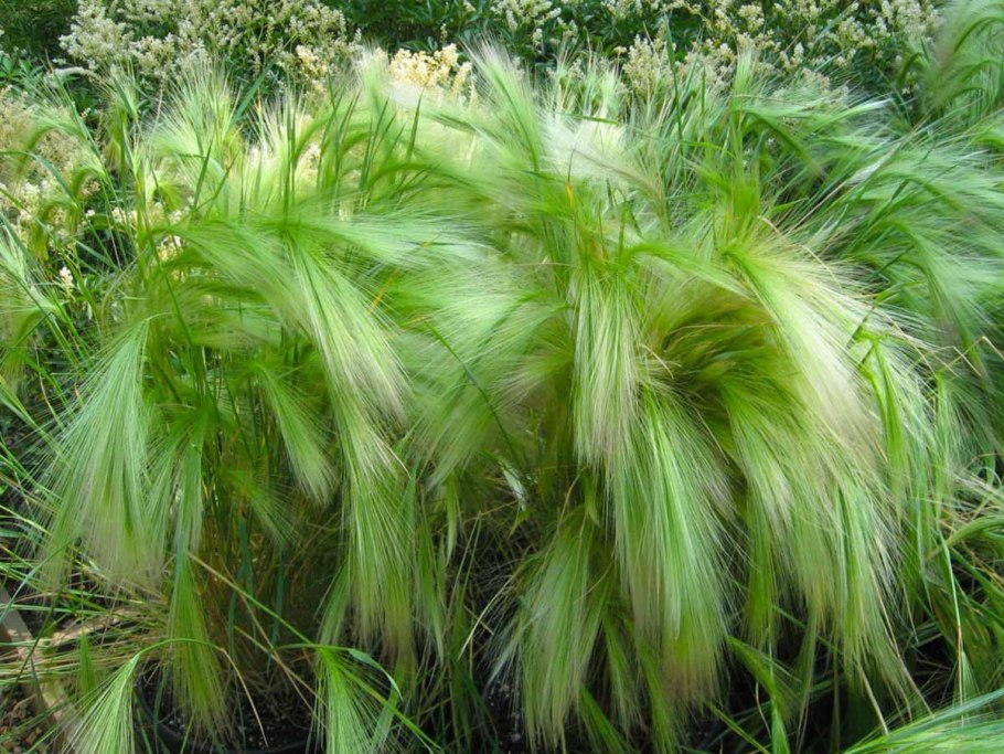 Ячмень гривастый hordeum jubatum