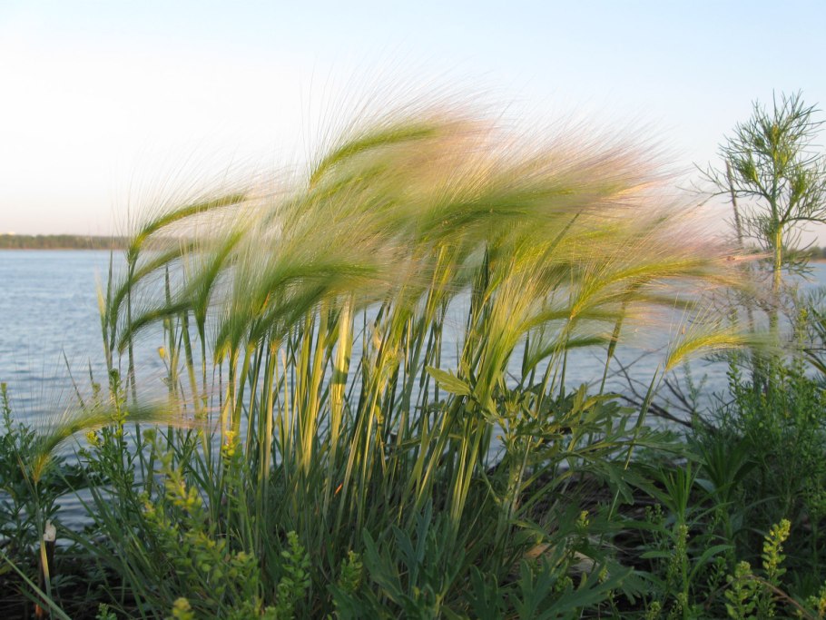 Ковыль ячмень гривастый (Hordeum jubatum)