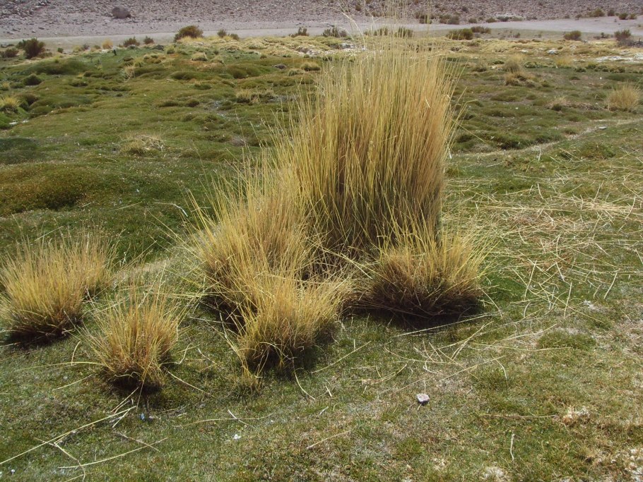 Ковыль и типчак