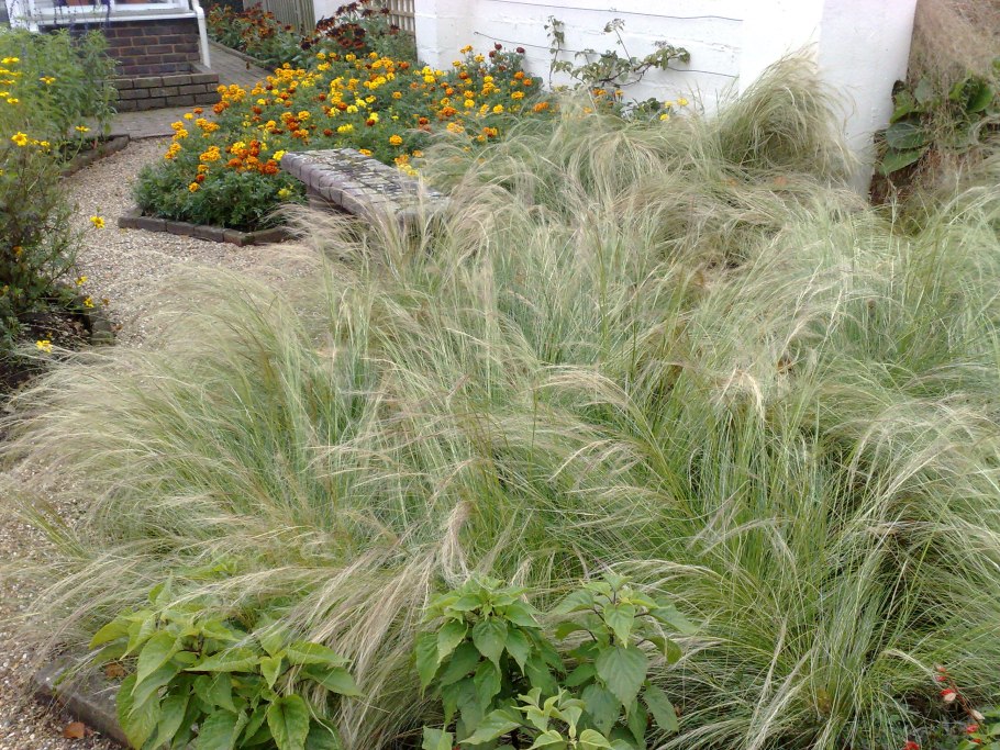 Ковыль Stipa tenuissima