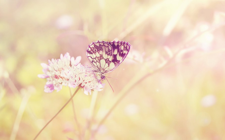 Ванильные картинки