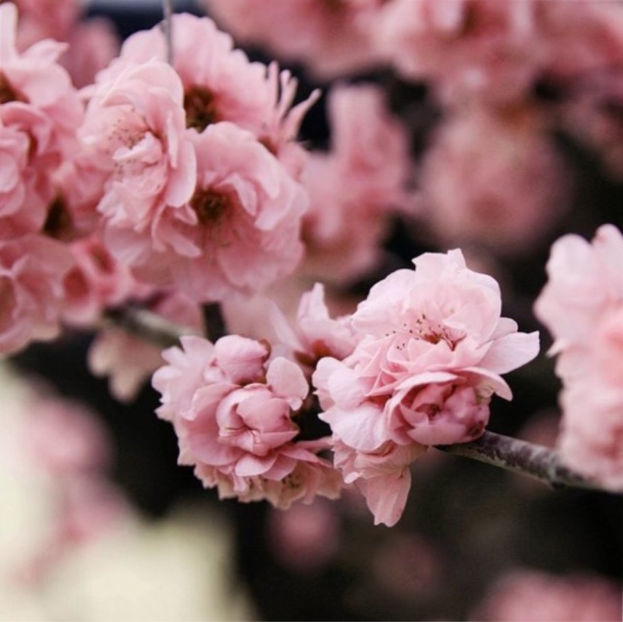 Натюрморт со сладостями