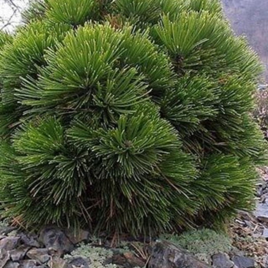 Pinus heldreichii (сосна Гельдрейха) 'Satellit'