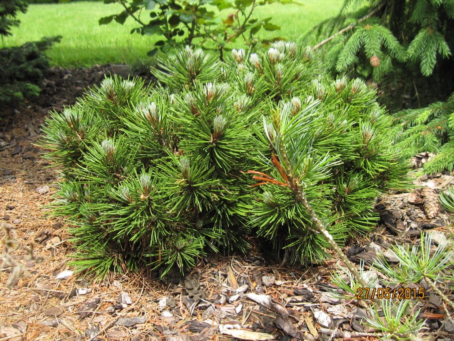 Сосна Гельдрейха (Pinus heldreichii Satellit c1,5)