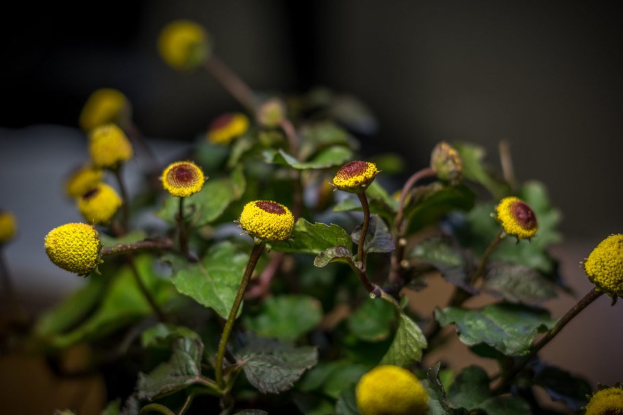 Акмелла Спилантес