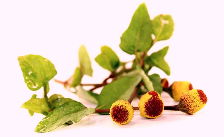 Спилантес огородный