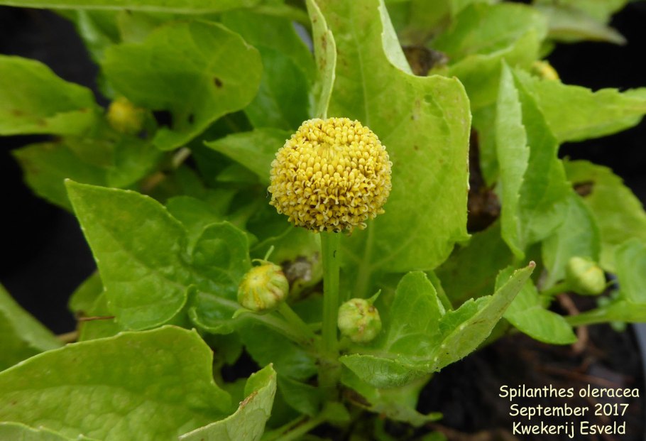 Акмелла Спилантес