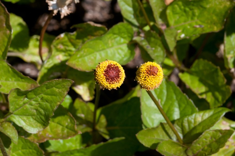 Акмелла Спилантес
