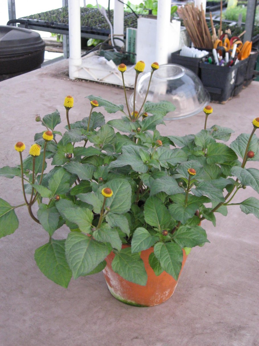 Спилантес в ландшафтном дизайне фото