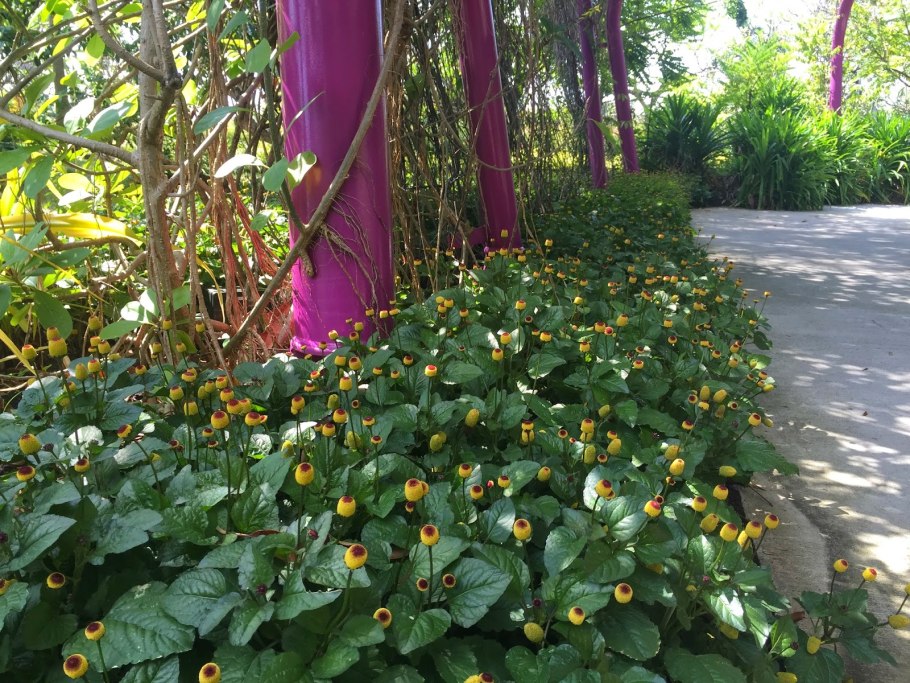 Акмелла Огородная