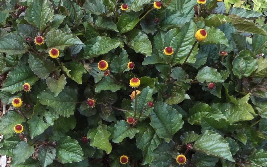 Spilanthes Acmella Flower extract