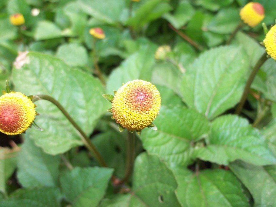 Acmella oleracea