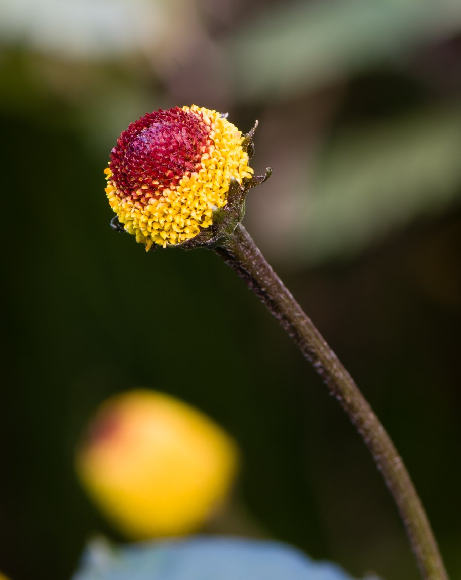 Spilanthes Acmella