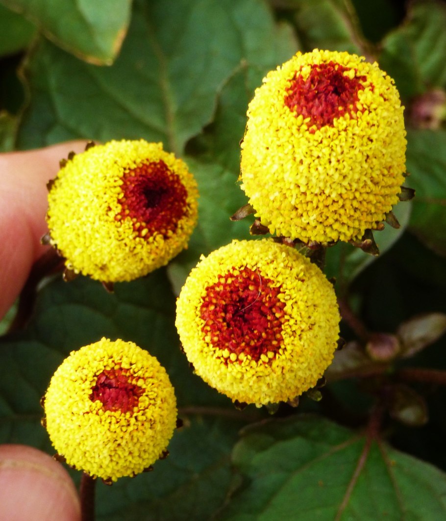 Акмелла Спилантес